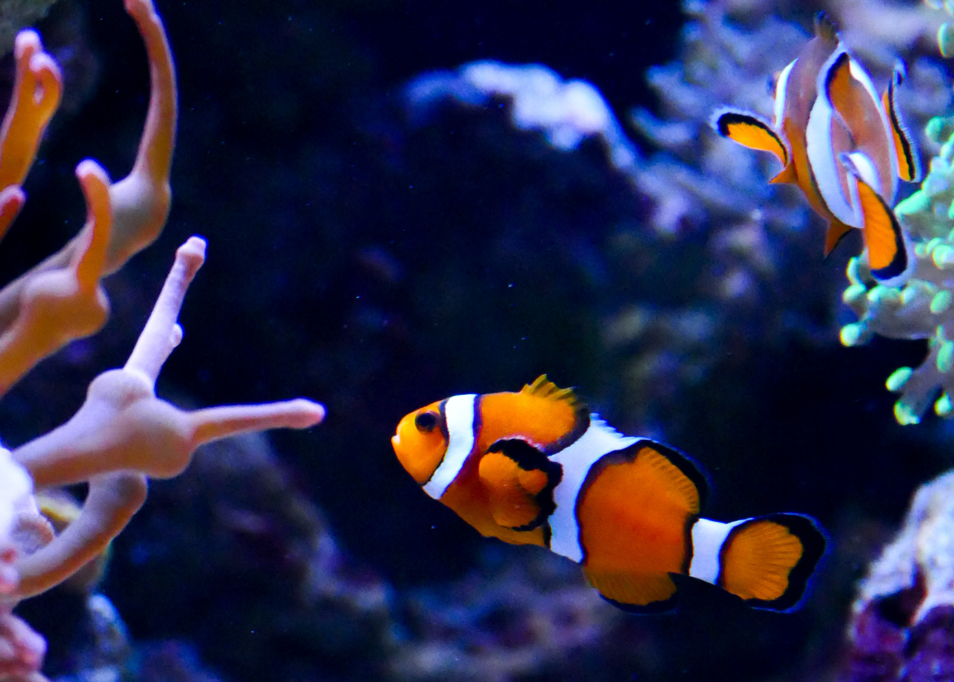 Nach Aquarium-Defekt: Das UKBB erhält seine Clown- und Doktorfische zurück